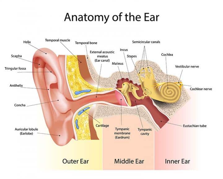 Anatomy of the Ear Infographic. Audiology available at Narangba Station Medical Centre.