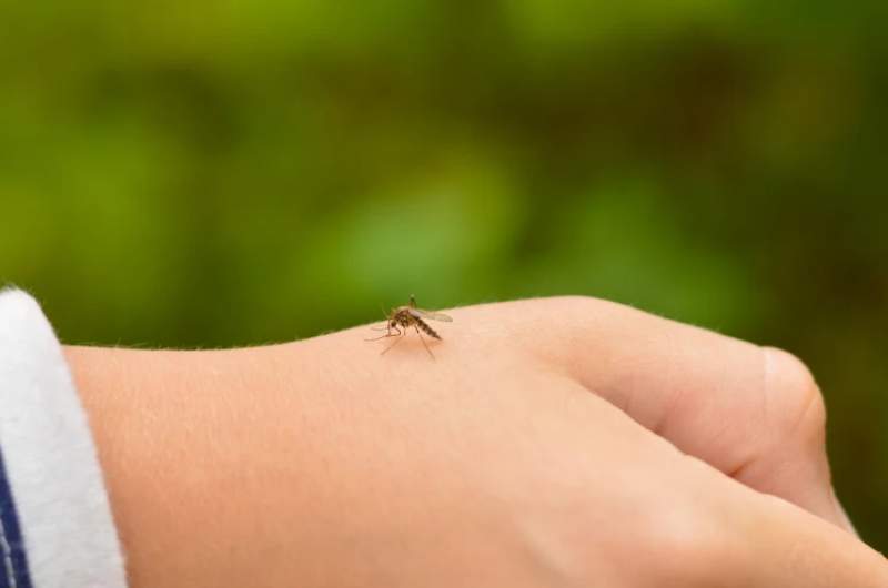 Mosquito carrying Japanese Encephalitis sitting on persons hand.