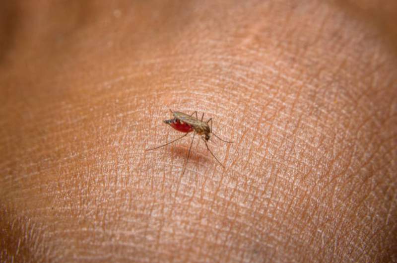 Mosquito carrying malaria sitting on person's skin.