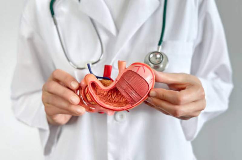 Gastroenterologist-doctor-holding-gut-education-model Gastroenterologist doctor holding gut education model.