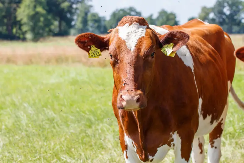 Q Fever Vaccine Clinic Narangba